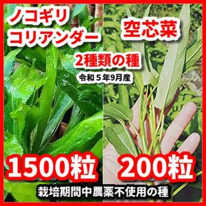 ノコギリコリアンダー＆空芯菜2種類の種セット★栽培期間中農薬不使用の種