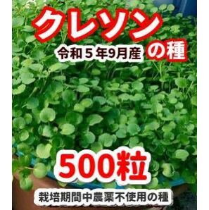 クレソンの種【700粒】栽培期間中農薬不使用の種の画像1