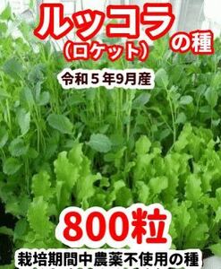 ルッコラ（ロケット）の種【800粒】栽培期間中農薬不使用の種