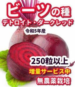 ビーツの種　デトロイトダークレッド【250粒以上】★農薬:栽培期間中不使用の種