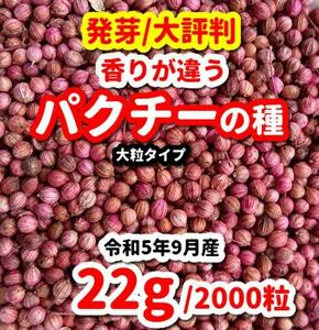 パクチーの種　大粒タイプ【22g/2000粒】★農家さんリピート商品