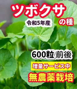 ツボクサの種【600粒】栽培期間中農薬不使用の種・★増量サービス中