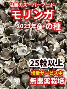 モリンガの種【25粒以上】★農薬:栽培期間中不使用の種★ベトナムの栽培方法記載