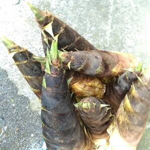 即決 無農薬 朝取りタケノコ たけのこ 筍 4kg 自家竹林 収穫直後に発送 茨城からの画像6