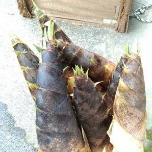 即決 無農薬 朝取りタケノコ たけのこ 筍 4kg 自家竹林 収穫直後に発送 茨城からの画像4