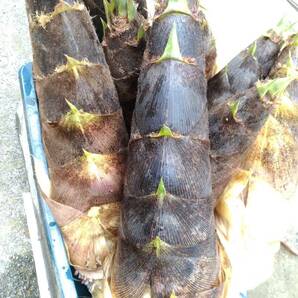 即決 無農薬 朝取りタケノコ たけのこ 筍 4kg 自家竹林 収穫直後に発送 茨城からの画像3