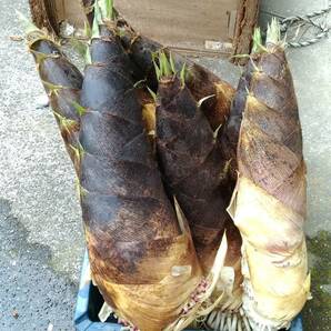 即決 無農薬 朝取りタケノコ たけのこ 筍 4kg 自家竹林 収穫直後に発送 茨城からの画像2