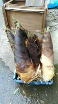 即決　無農薬　朝取りタケノコ　たけのこ　筍　4kg　自家竹林 収穫直後に発送 茨城から_画像2