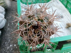 ４　ギムノカリキウム　魔天竜/ サボテン　多肉植物