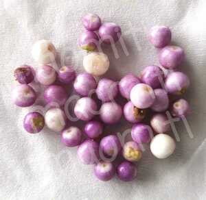 ムラサキシキブ 種 実 30個 たね 紫式部 こむらさきしきぶ むらさき 紫 盆栽 園芸 家庭菜園 コムラサキ式部 ムラサキシキブ