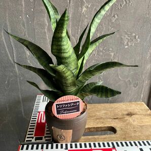 サンセベリア　トリファシータ　B 観葉植物