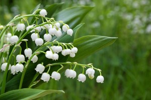 即決1円 フリー画像 相互評価 春の花スズラン画像