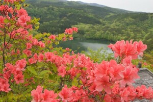 即決1円 フリー画像　 相互評価　 春の花ツツジ画像　　　　　　　　　　　　　　　