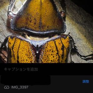 【極強ゴールドヘッド直子】ヘラクレス オキシデンタリス 幼虫4頭 エスメラルダス産 CBF2 129×64 インラインの画像4