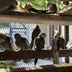 オカメインコ の有精卵3個(食用)Bの画像2