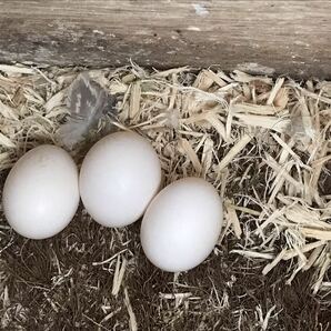 オカメインコ の有精卵3個(食用)Ａの画像3