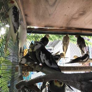 オカメインコ の有精卵3個(食用)Ａの画像2