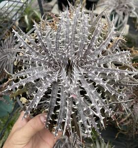 ディッキア 親株 群生　dyckia