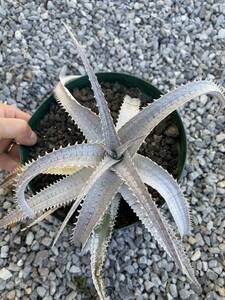 ディッキア 中株　Dyckia 