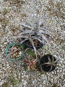 ディッキア　ポッティオルム　親株　群生　子株　　セット　dyckia ブロメリア