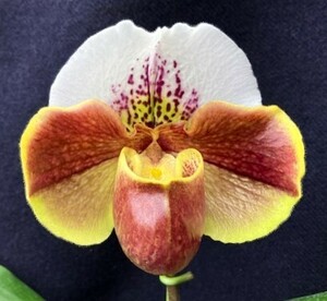 洋蘭 交配種 地生蘭 セレクトパフィオ Paph.(British Bulldog x Snowbird)'24-A' 初花の極丸弁花 オンリーワン株