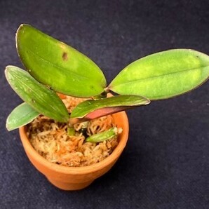 洋蘭 原種 着生蘭 野生蘭 カトレヤ C.schilleriana pelorica x self 超稀少初輸入最新実生株の画像4