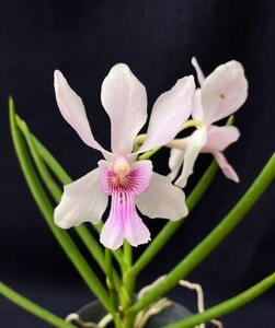 洋蘭 交配種 着生蘭 風蘭交配 (V.falcata x Ple.teles'Atsugi' SM/JOGA) コンパクトで株姿が良く大変咲き易い交配種 花付き株