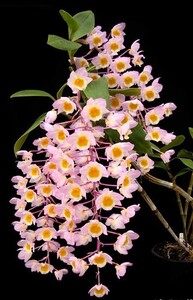 洋蘭 原種 着生蘭 野生蘭 デンドロ Den.amabile 自然個体４花芽付き良株 ベトナム産のピンクの房咲き種