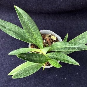 洋蘭 原種 地生蘭 野生蘭 パフィオ選抜個体 Paph.urbanianum 'Oya' 濃色個体の画像6