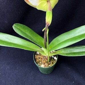 洋蘭 交配種 地生蘭 セレクトパフィオ Paph.(British Bulldog x Snowbird)'24-A' 初花の極丸弁花 オンリーワン株の画像3