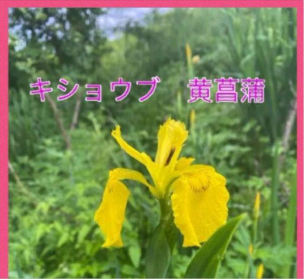 黄菖蒲 菖蒲科　球根 キショウブ 黄色の花 球根　25個以上