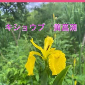 黄菖蒲 菖蒲科　球根 キショウブ 黄色の花 球根　30個以上