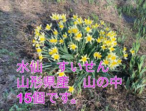 水仙　山形県産　山の中　すいせん球根15個　球根に根付き