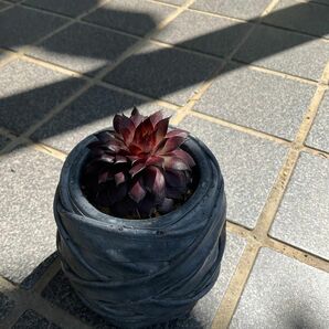 センペルビウム　鉢付き　多肉植物　冬型
