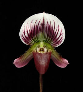 洋蘭　Paph.原種　THO-2321 Paph.calloum Laos type　蕾付き