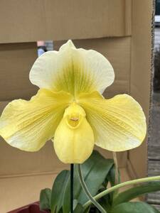 洋蘭　Paph.交配種　THO-2318 （Paph.Sorcecer's Stone X Paph.malipoense) ドイツで選抜された個体です。