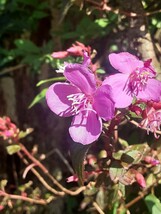 シダレノボタン　熱帯花木　珍しい　セントラデニア　ノボタン_画像2