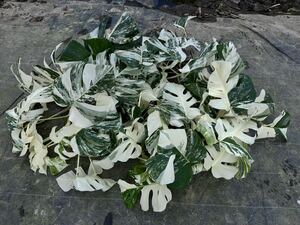 超最高級 希少 モンステラボルシギアナ ホワイトタイガーおまとめ10株Varigated Monstera Borsigana white tiger 