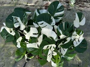 希少 斑入り モンステラ ボルシギアナ ハーフムーン 8株おまとめVarigated Monstera Borsigana Half a moon モンステラ