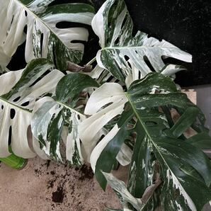 最高級 希少 超大株モンステラボルシギアナ ホワイトタイガー1株 Varigated Monstera Borsigana white tiger の画像4