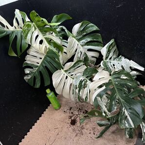 最高級 希少 超大株モンステラボルシギアナ ホワイトタイガー1株 Varigated Monstera Borsigana white tiger の画像1