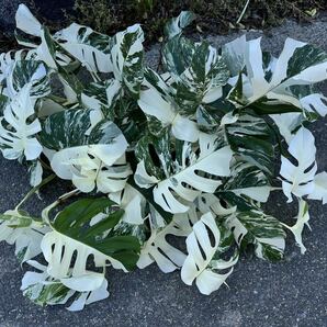 超最高級 希少 大株 モンステラボルシギアナ ホワイトタイガーおまとめ6株Varigated Monstera Borsigana white tiger の画像2