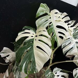 超最高級 希少 大株モンステラボルシギアナ ホワイトタイガー1株 Varigated Monstera Borsigana white tiger の画像2