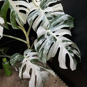 超最高級 希少 大株モンステラボルシギアナ ホワイトタイガー1株 Varigated Monstera Borsigana white tiger の画像4