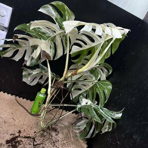 超最高級 希少 大株モンステラボルシギアナ ホワイトタイガー1株 Varigated Monstera Borsigana white tiger の画像9