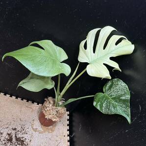 最高級 超希少モンステラ ホワイトモンスター フルミント monstera White monster full mintの画像2