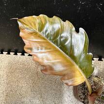 超希少 最高級Philodendron caramel marbleフィロデンドロン キャラメルマーブル/モンステラ 斑入り _画像2