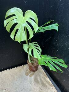 最高級 超希少モンステラ ホワイトモンスター フルミント monstera White monster full mint