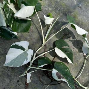 希少 斑入り モンステラ ボルシギアナ ハーフムーン 8株おまとめVarigated Monstera Borsigana Half a moon モンステラの画像5