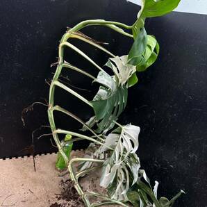 最高級 希少 超大株モンステラボルシギアナ ホワイトタイガー1株 Varigated Monstera Borsigana white tiger の画像7